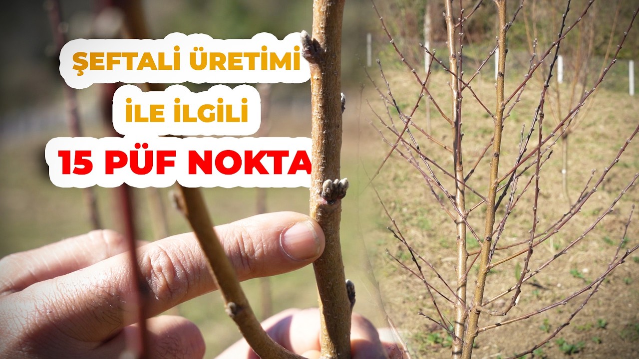 Şeftali Üretimi ile ilgili 15 PÜF Nokta - Şeftali Üretimine Dahil Her Şey