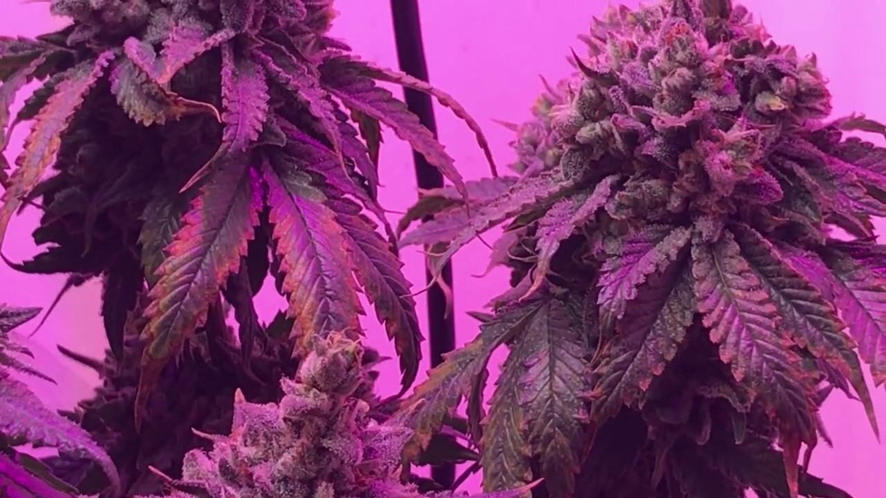Harvest Cannabis Blue Mountain Kush Plant
