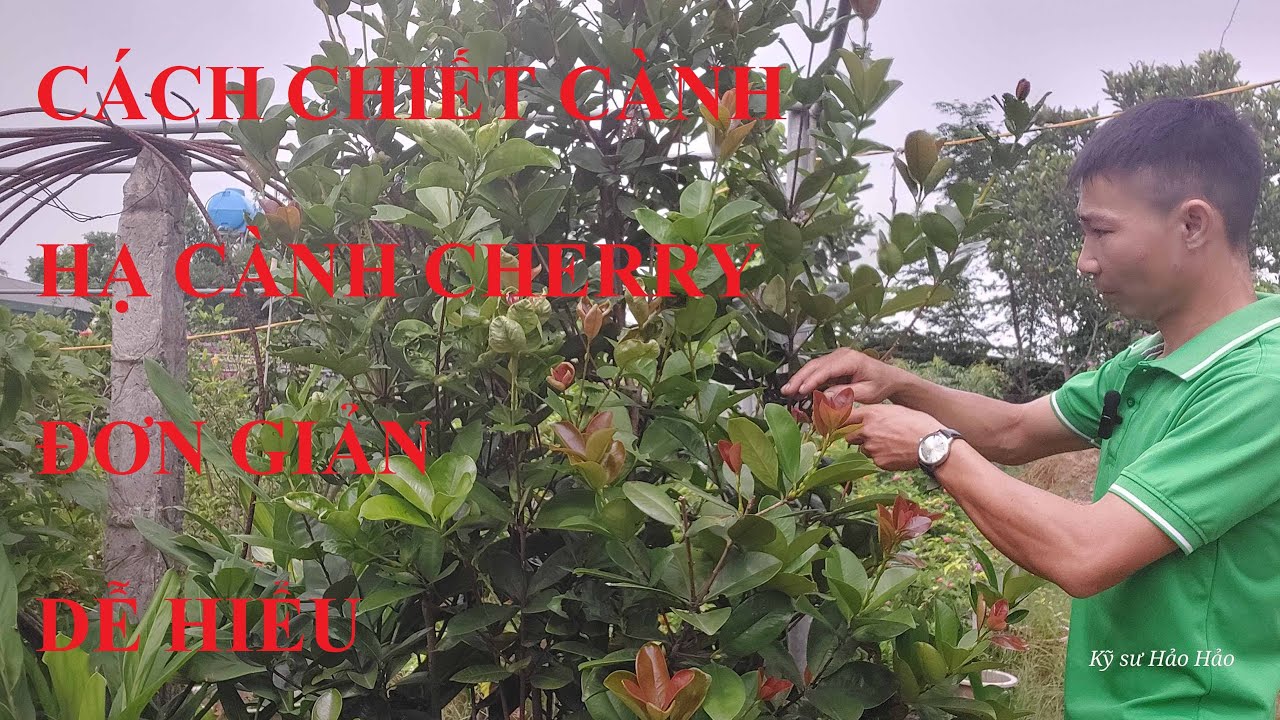 Công khai bí quyết chiết cành Cherry đảm bảo thành công đơn giản, dễ hiểu | Breeding Cherry |