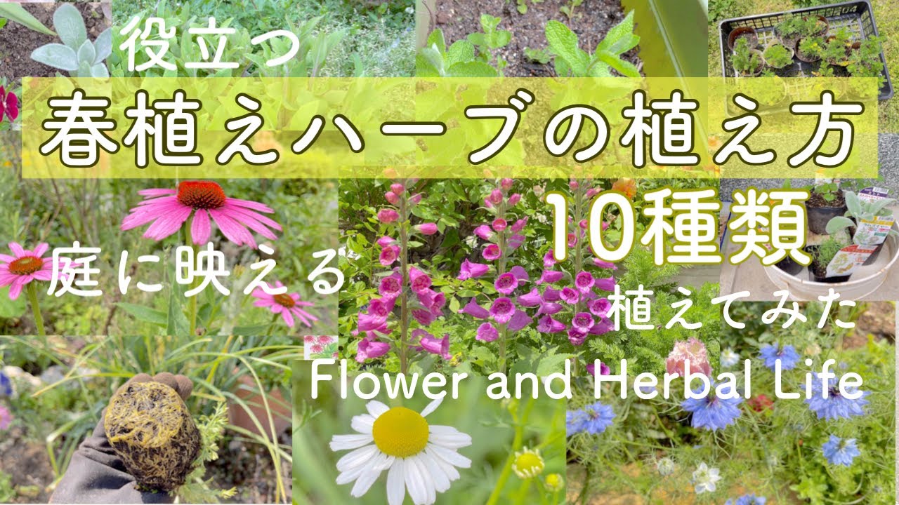 【ガーデニング】10種類のハーブを庭に植えてみました【再生土での植え方や地植え】