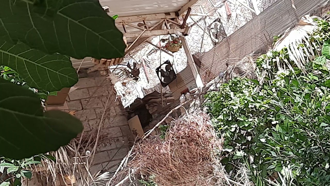 محميه العراقيه وشرح عن بعض الطيور وفوائد الخضره
