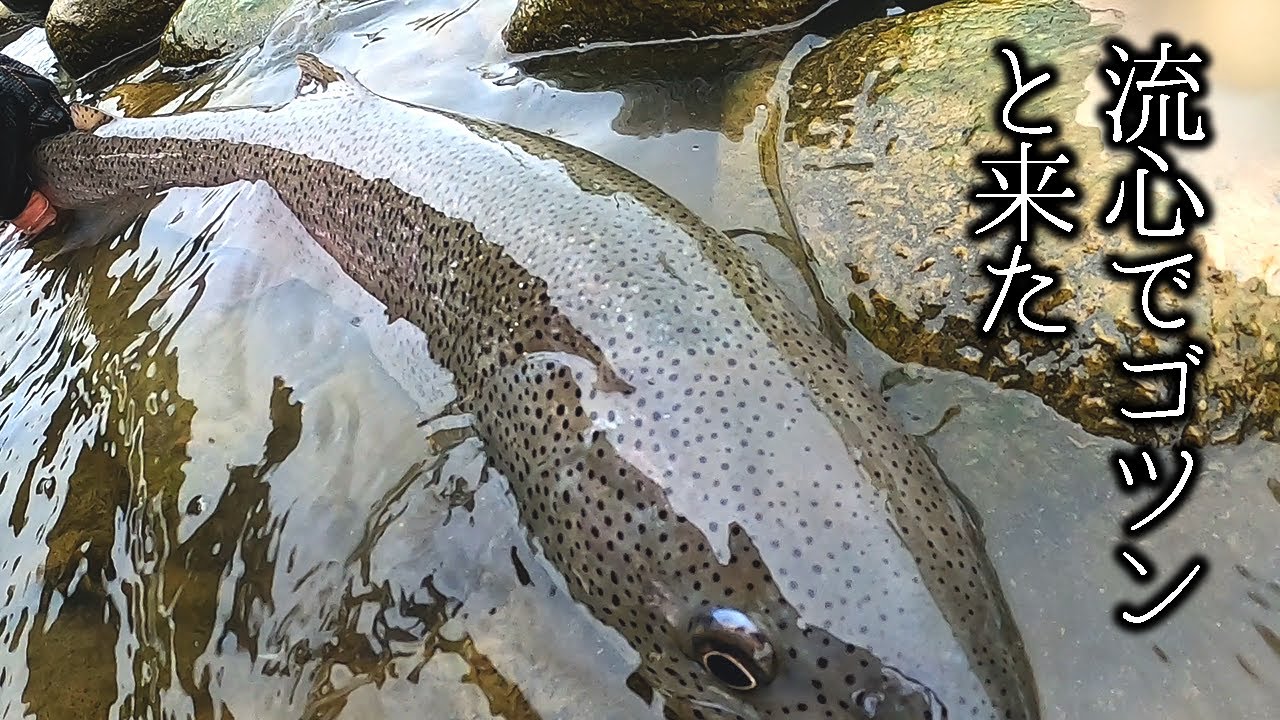 【ロングミノーで狙う】北海道、初夏の本流荒瀬から飛び出すイトウ。鬼ジャーク修行