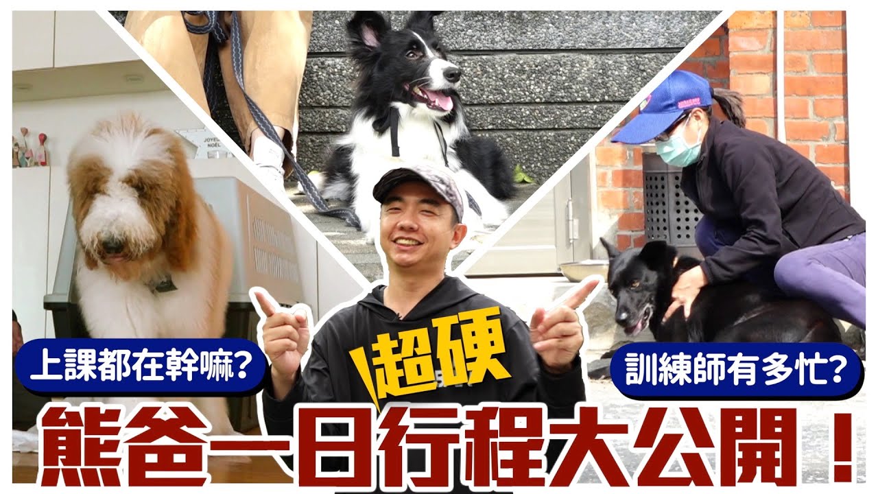 熊爸一日行程大公開！訓練師有多忙？上課都在幹嘛？｜邊境牧羊犬、米克斯、標準貴賓犬｜@熊爸估狗dogtrainer