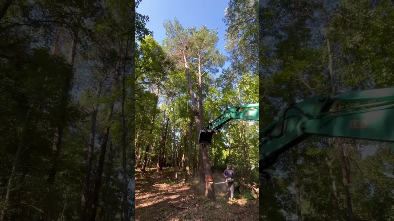 Deleting trees is a specialty #land #clearing #mulching #CRM #landclearing