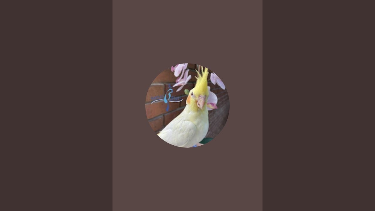 “Live Bird Time 🐤 | Chat, Watch & Enjoy My Pet Birds”