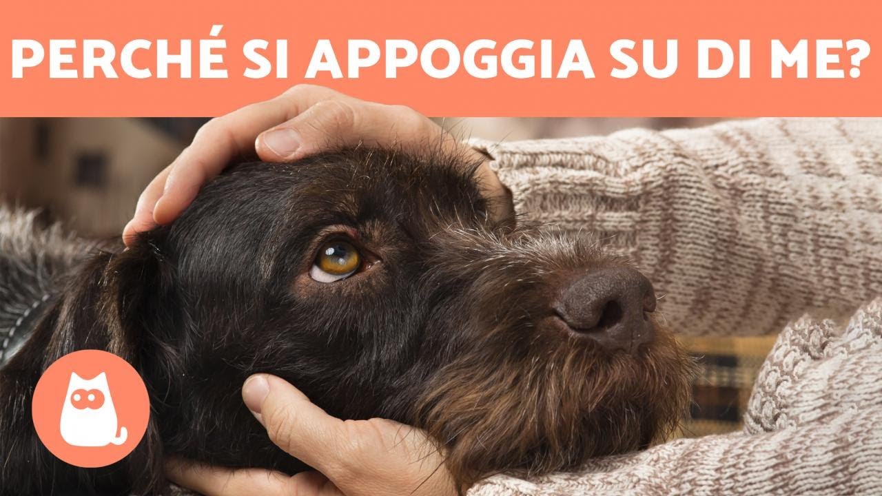 Perché il mio CANE si APPOGGIA su di me? 🧍🏻‍♀️🐕 (4 motivi)