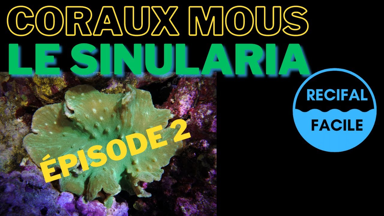 Le Sinularia - Episode 2 Coraux Mous