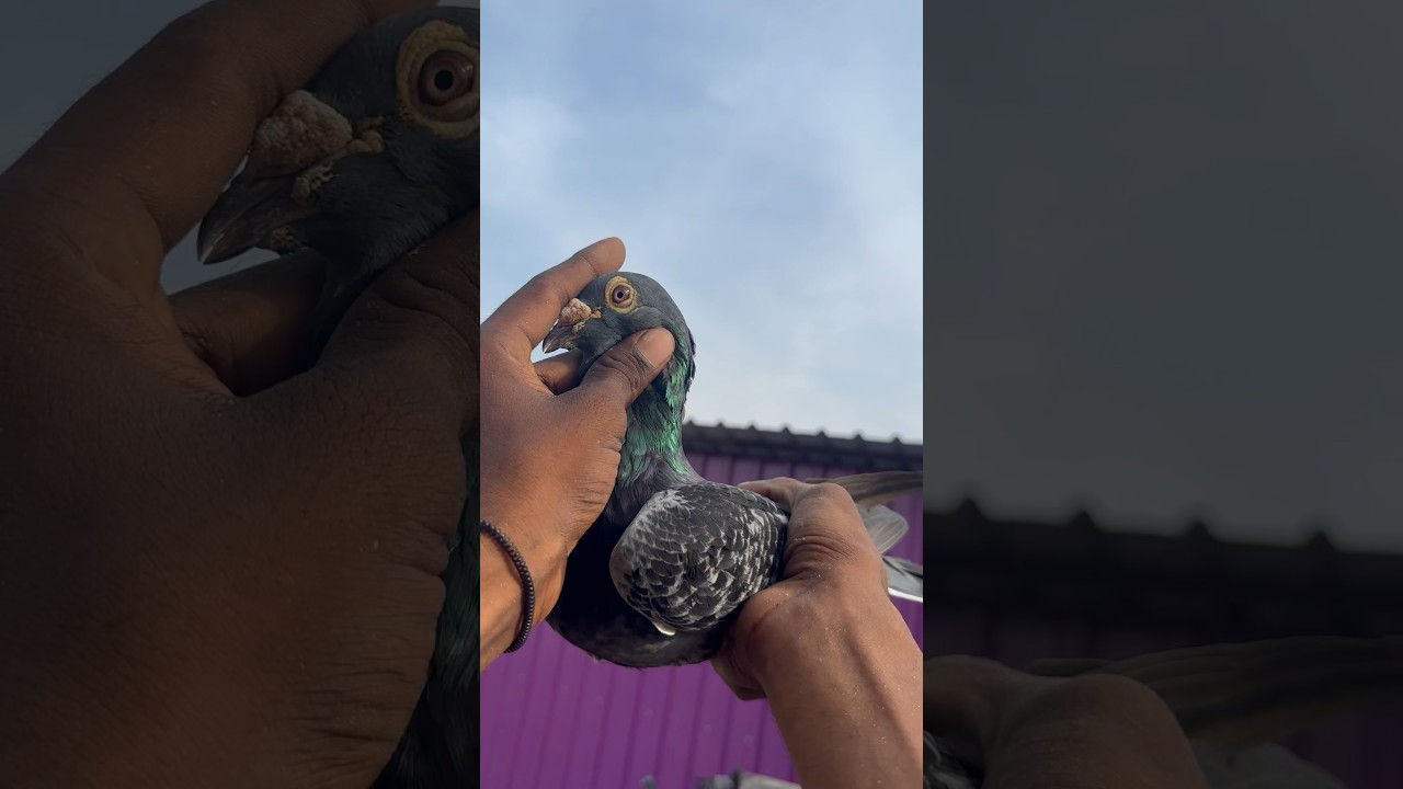 CHPFA MALE 👌🔥 | FIRST TIME SHOW-on⚡️✅| #tamil #mad #pigeonhobby #trendingshorts #pigeonracing