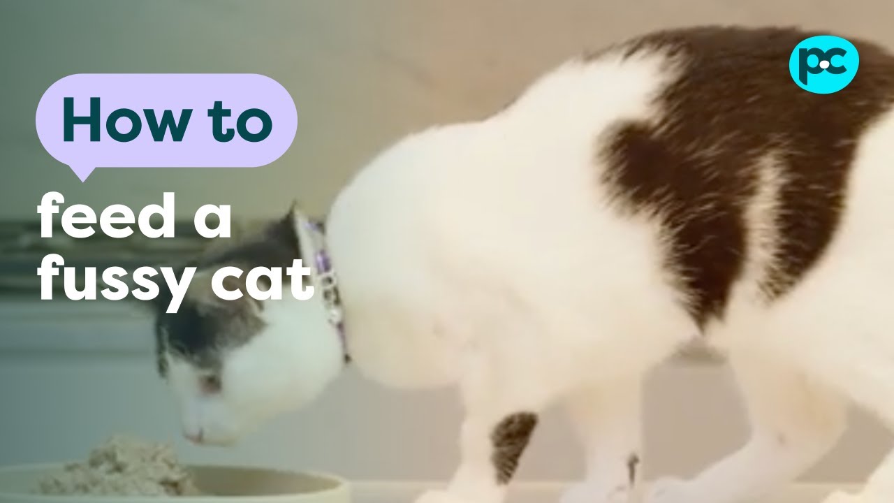 How to feed a fussy #cat | PET CIRCLE