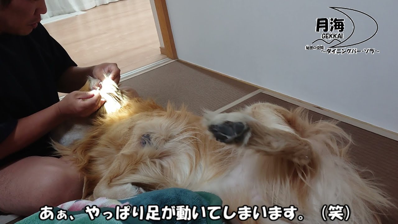 今日はパパが当番です。ヘッドライトを付けて 【golden retriever japan】