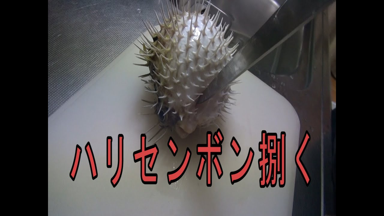 ハリセンボンとコチを捌いて4品作ってみた。【閲覧注意】
