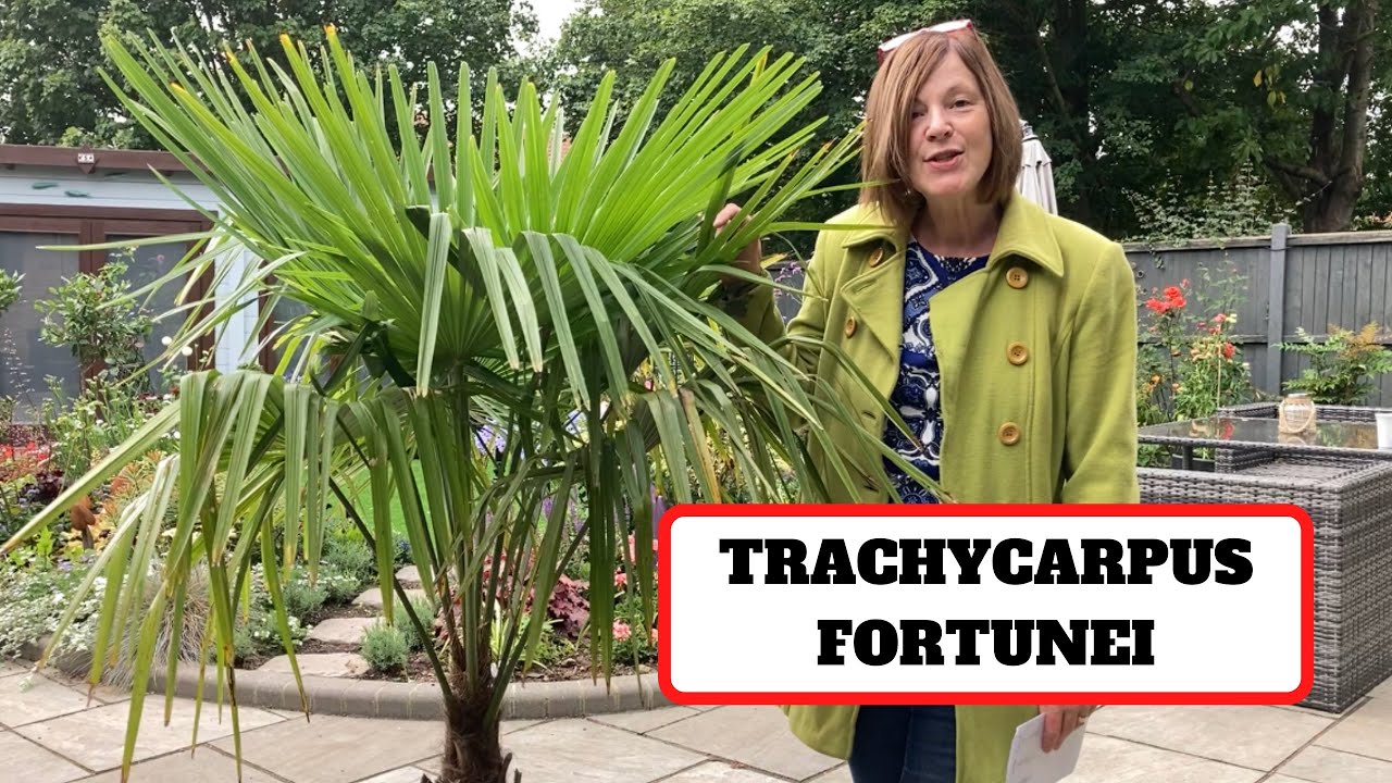 Windmill Palm 🌴 || The Most Expensive Plant I’ve Ever Bought!
