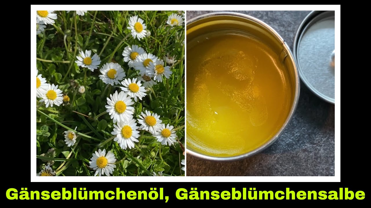 Salbe und Öl aus Gänseblümchen selber machen | Gänseblümchensalbe, Gänseblümchenöl