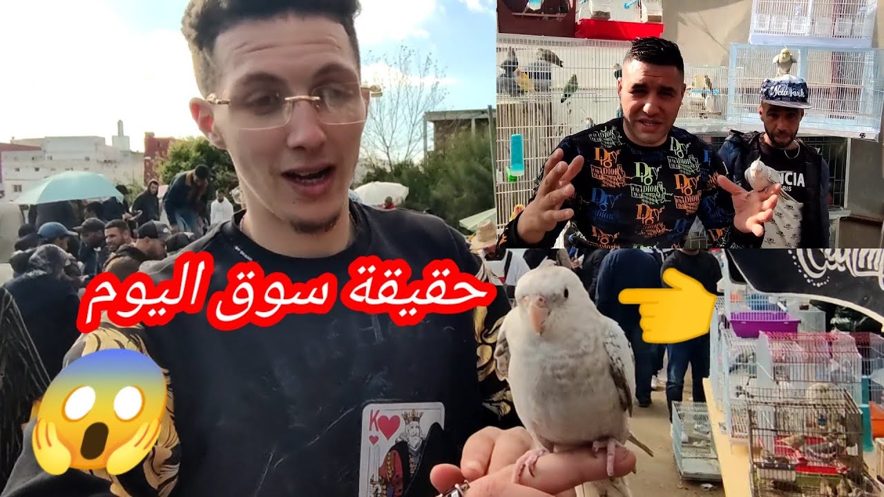 سوق طيور 🐓وملتزمات 🦜وهاحنا جيناكم🔞😱 بالجديد وبأتمنة صوت وصورة بطنجة Oiseaux décoratifs 🇳🇱🇪🇦🇲🇦🇩🇿🔥😲