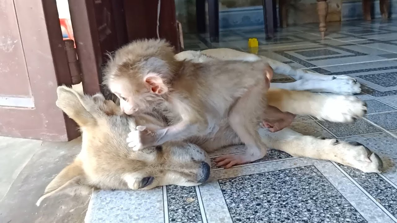 Baby monkey learning to walk with cute dog | Siri Family