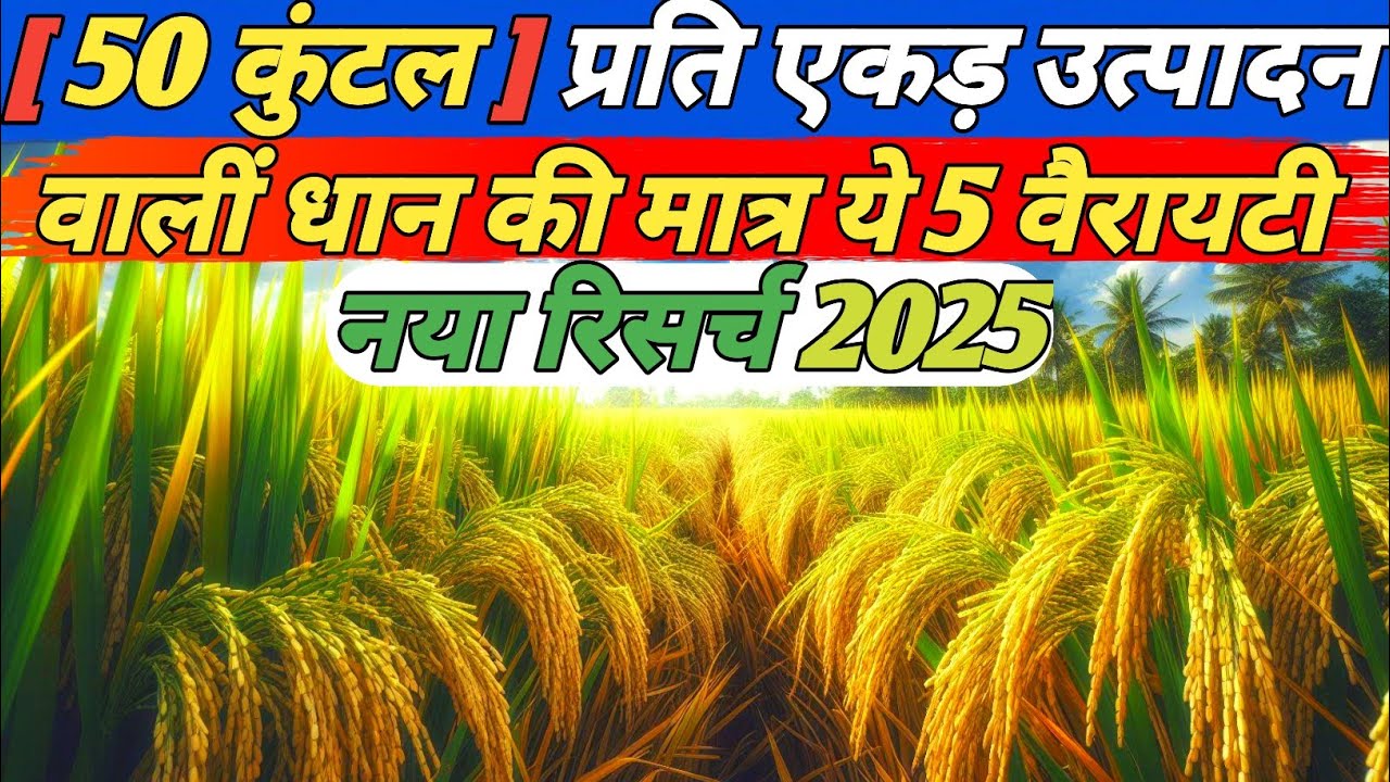 Only these 5 varieties of highest yielding rice in India | Top varieties of rice | rice cultivation