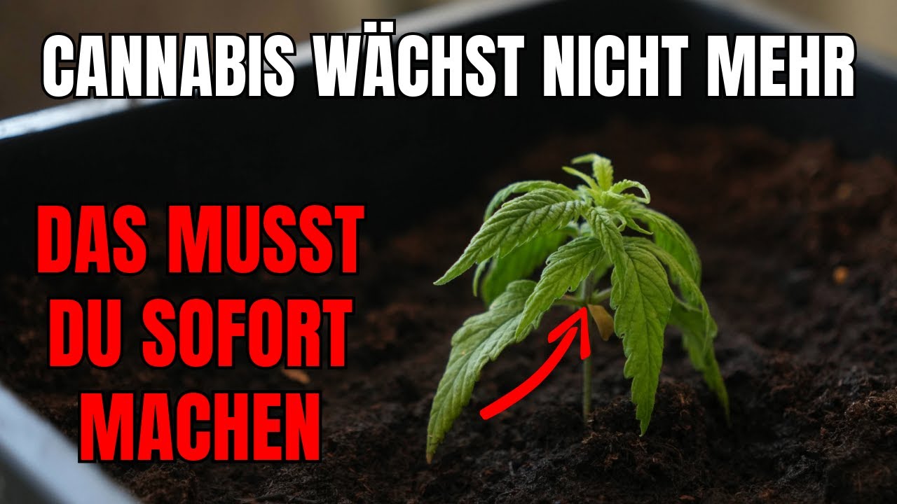 Deine Hanfpflanze w&auml;chst nicht weiter? So behebst du das Problem SOFORT