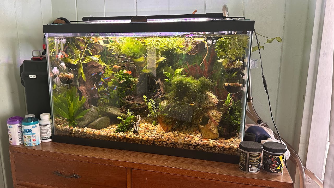 My 29 gallon zero maintenance no water changes overstocked tank