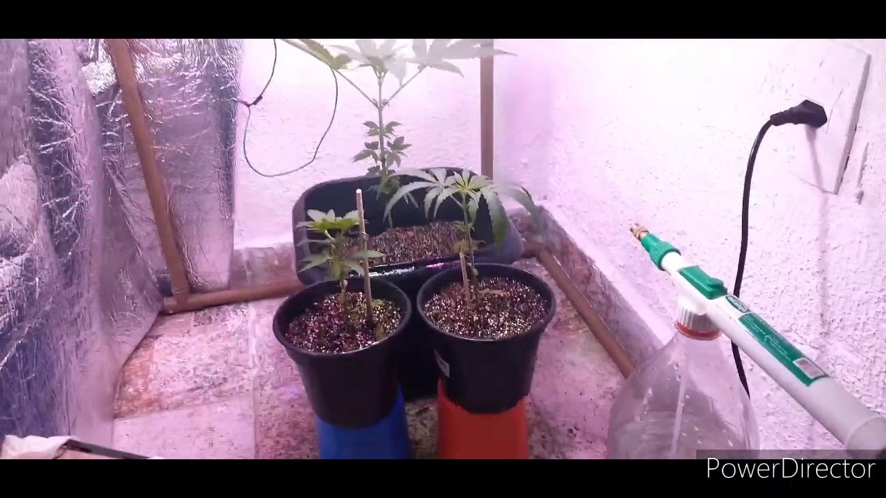 grow barato