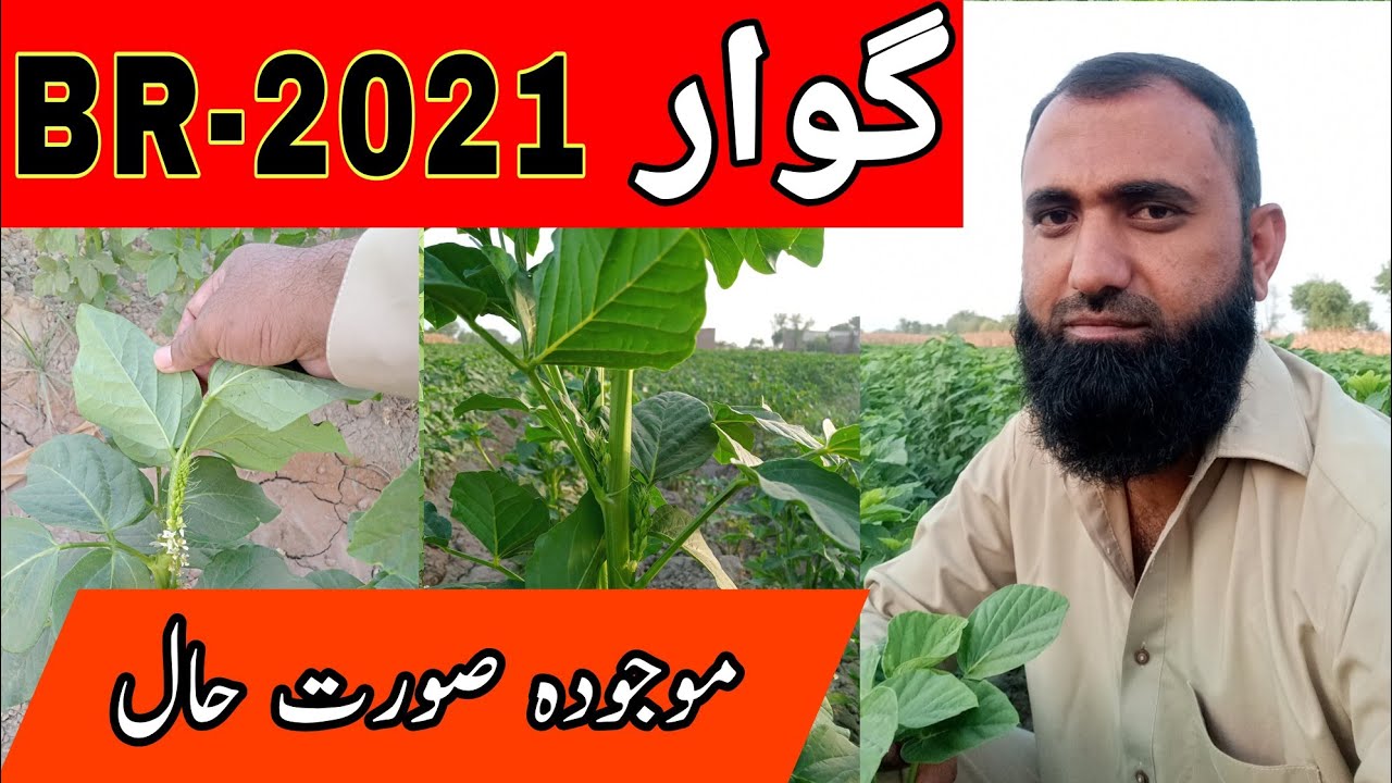Cultivation of Cluster Bean New Variety BR-2021 || Bilal Kanju Official