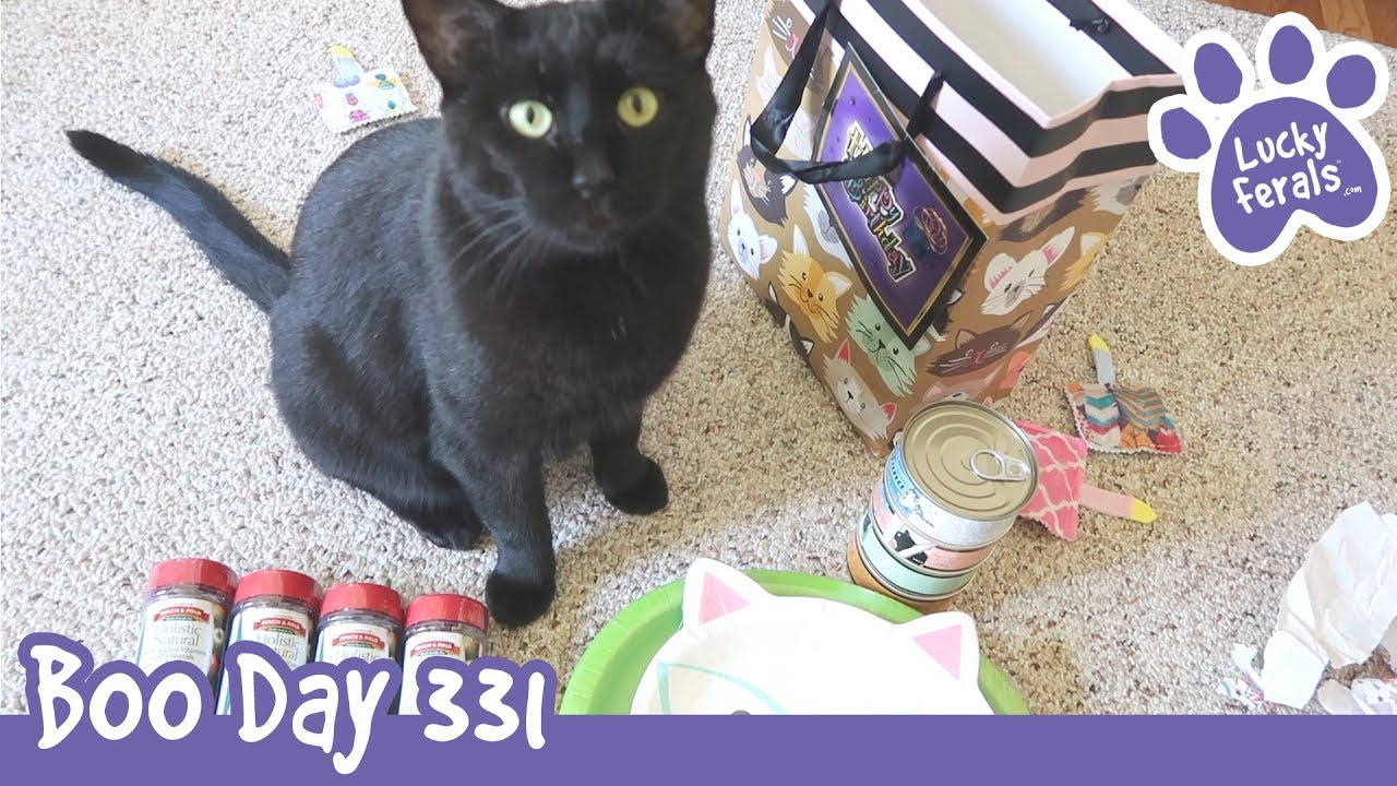Boo Day 331 - Cat Cupcakes And Birthday Presents For The Cats