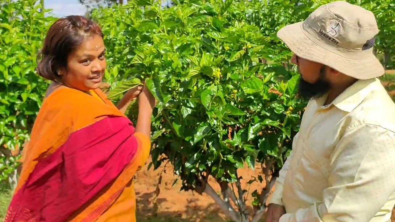 Management of Tukra in Mulberry