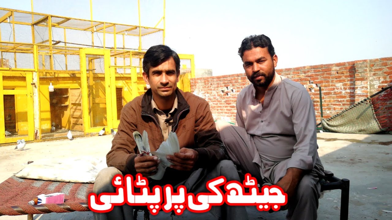 pigeon kabootar Jath ki Par Patai Jath ki Tayyari (urdu/hindi)