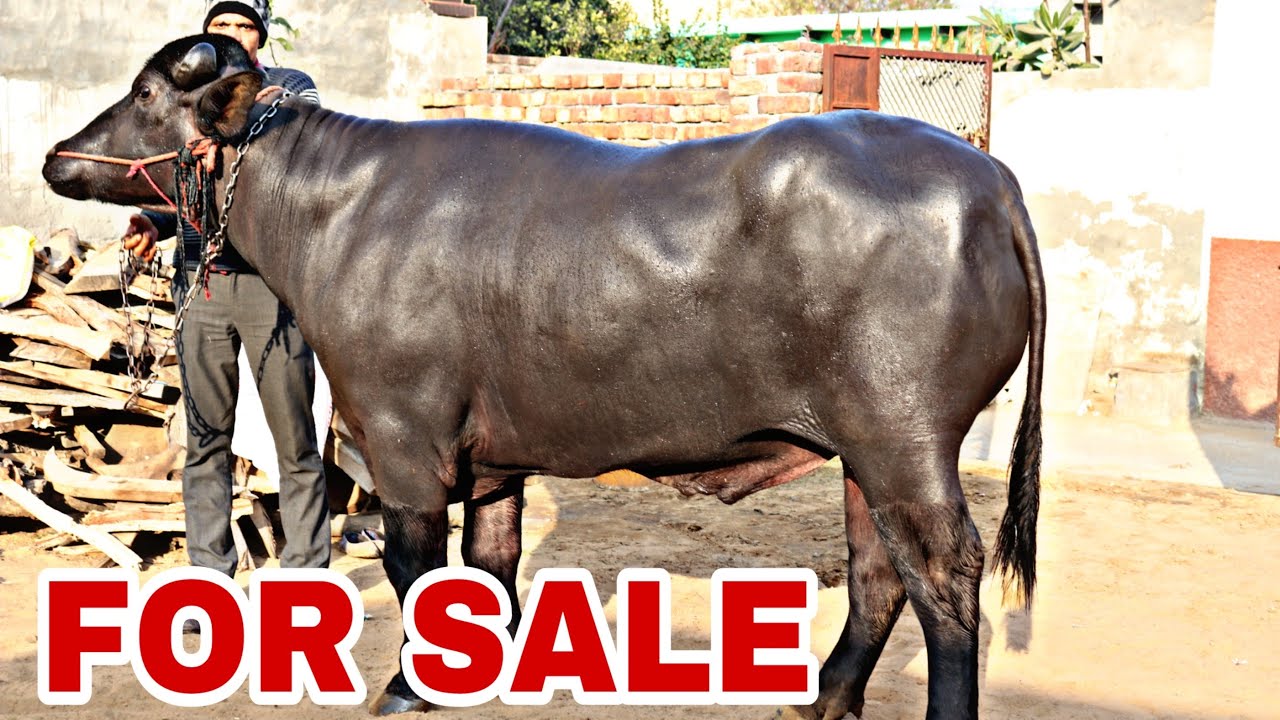 Show Quality ☝️🏆Buffaloes available for SALE in Bhiwani  (Haryana )