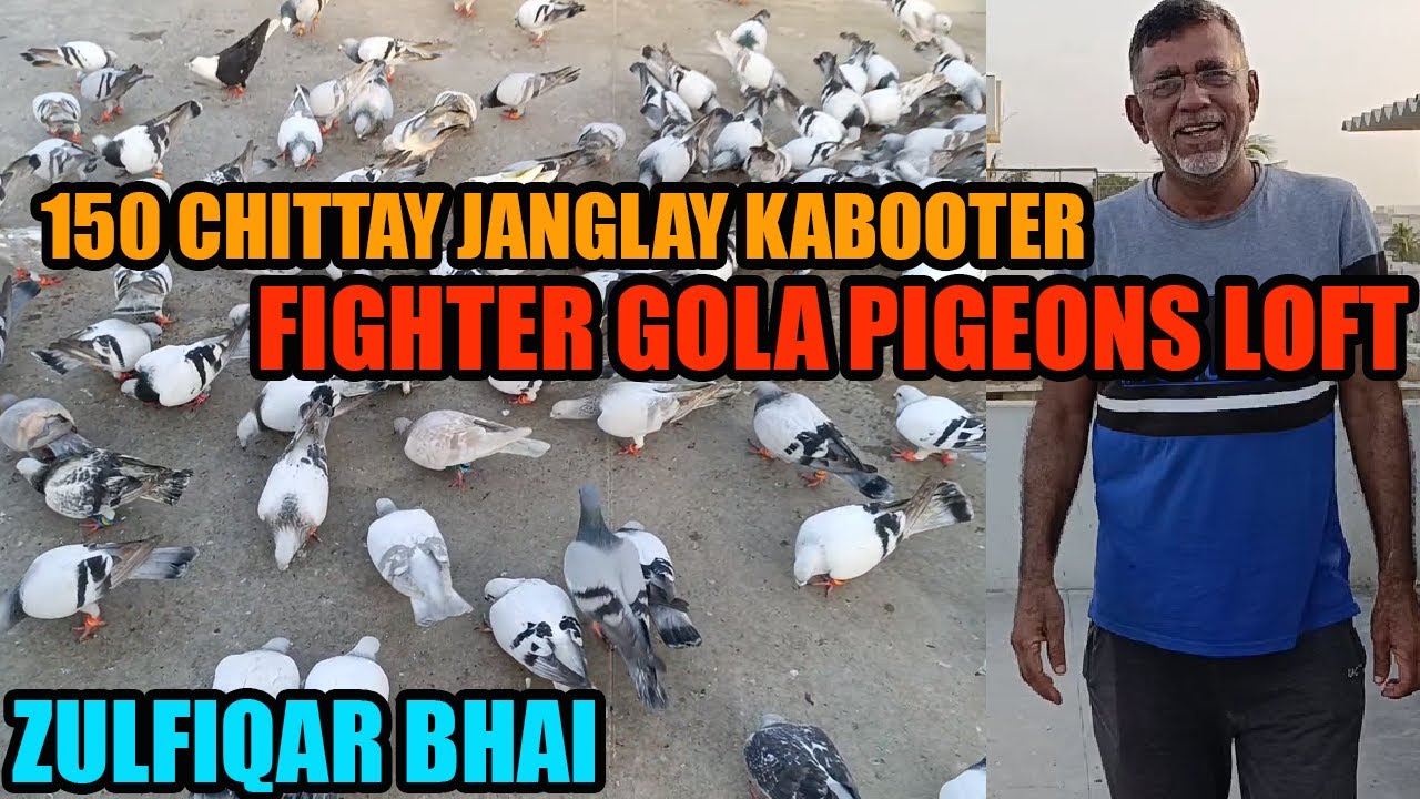 150 Chittay Janglay Fighter Gola Pigeons Loft Zulfiqar Bhai USA Walay Kabooter Larrayya Ki Tayari
