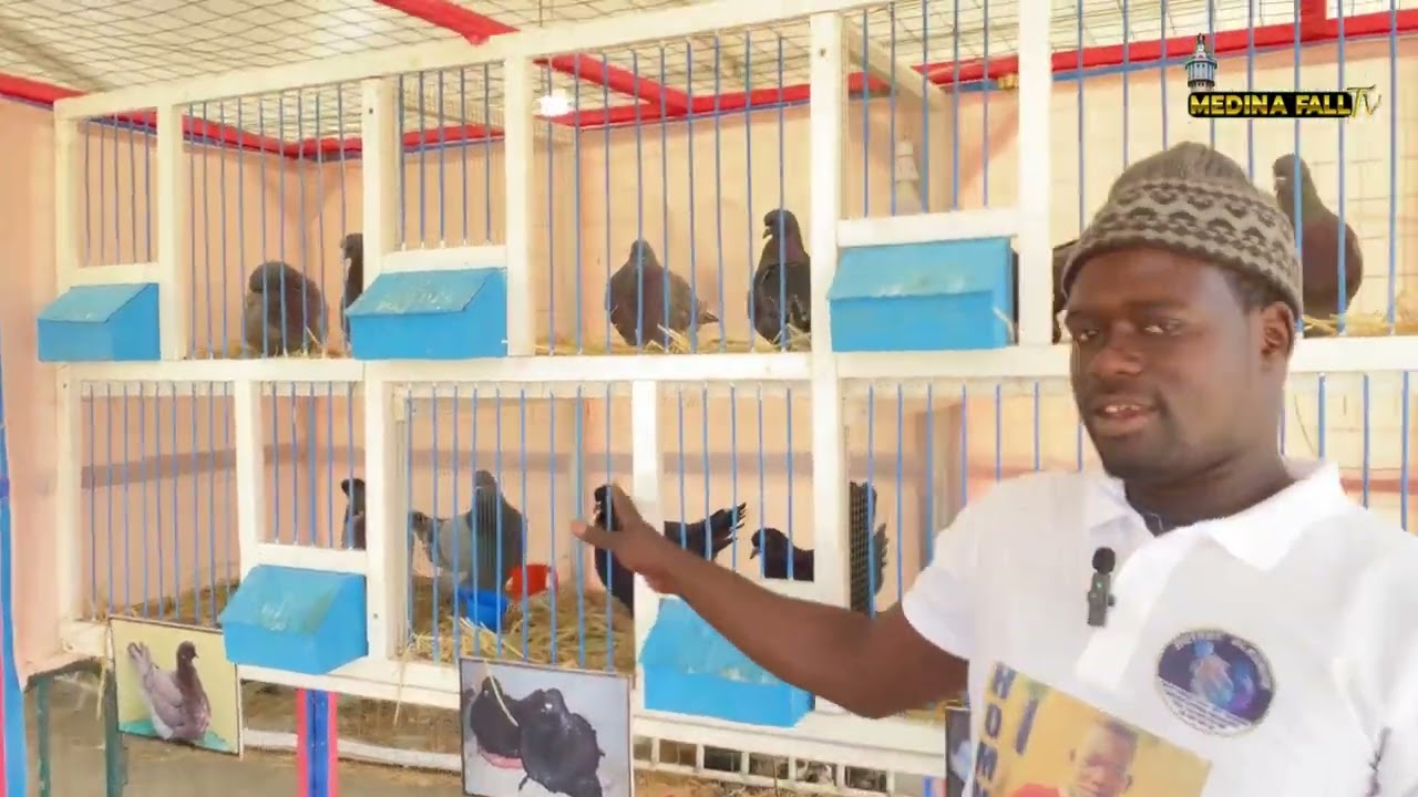 Foire thies 2023 un pigeon qui coûte 1 million 500😳 781510916