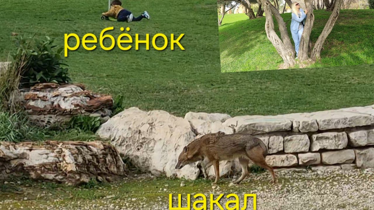 Парк Яркон в Тель-Авиве, бегают шакалы😲