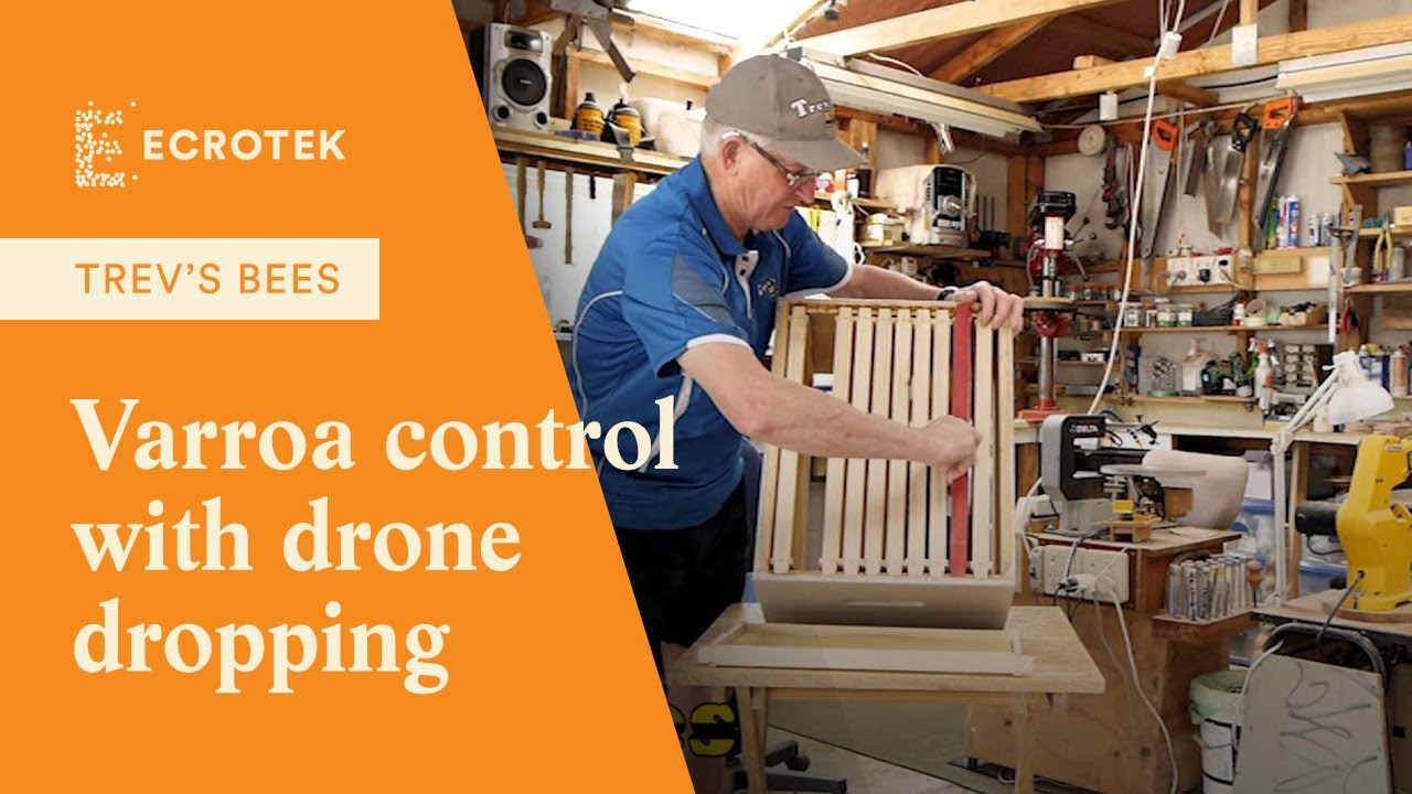 Trevs Bees - Varroa control in Honey Bees with drone trapping
