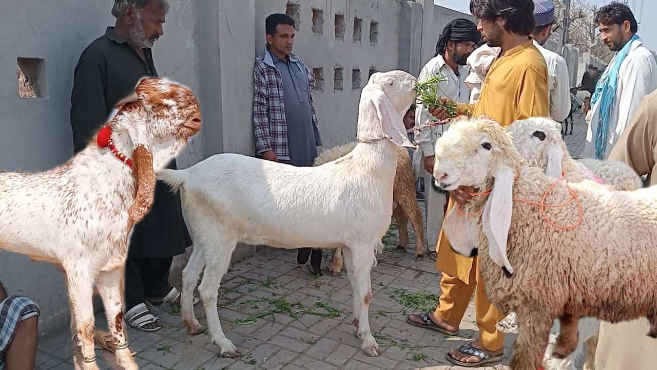 Mandi update makhi ji ne bakre desi chatrie desi bakre 2026 Qurbani ka maal Sajjad Lahori shock