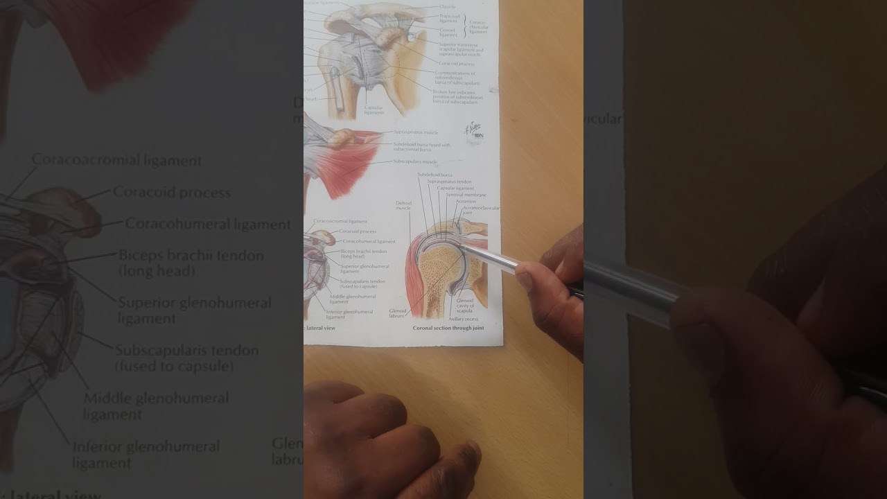 GLENOHUMERAL JOINT STRUCTURE 