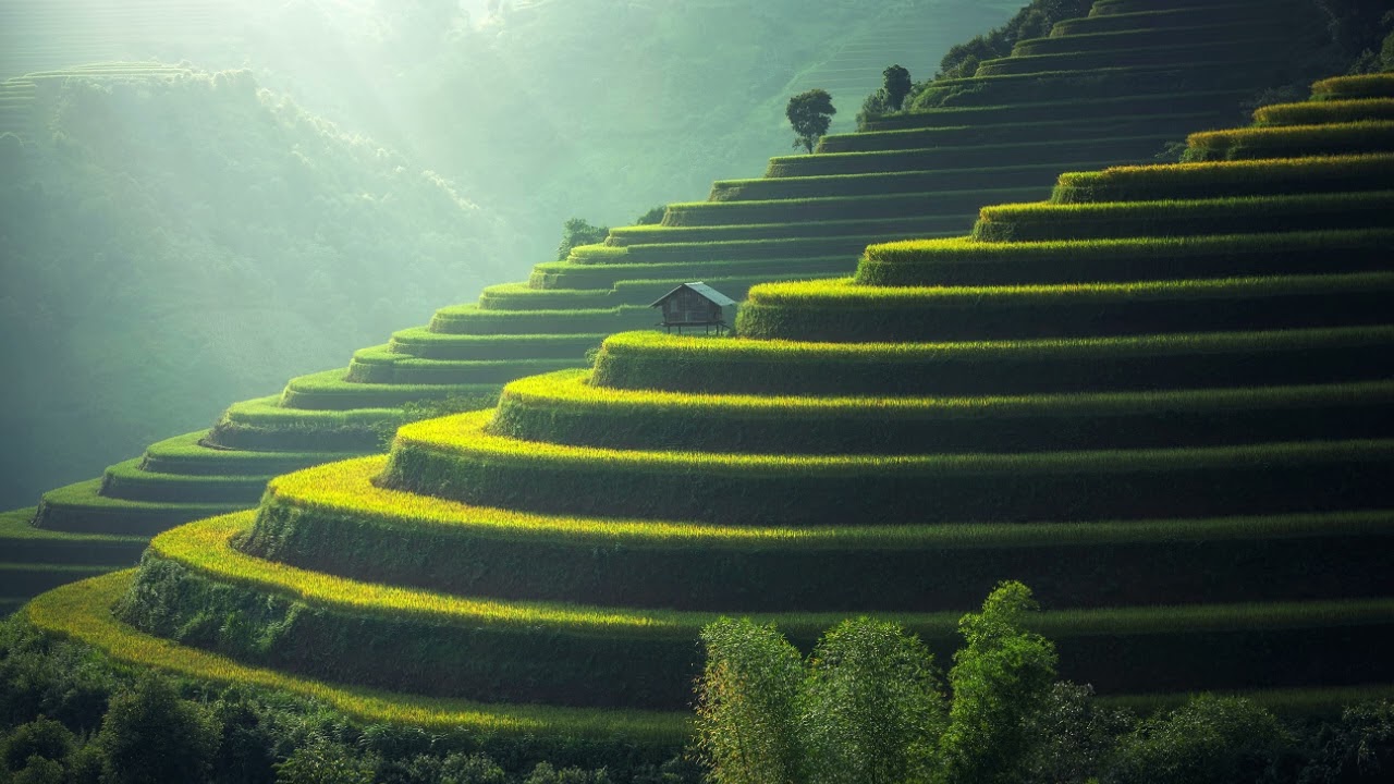 Ambient Fields - Nature-Inspired Ambient with Analog Warmth
