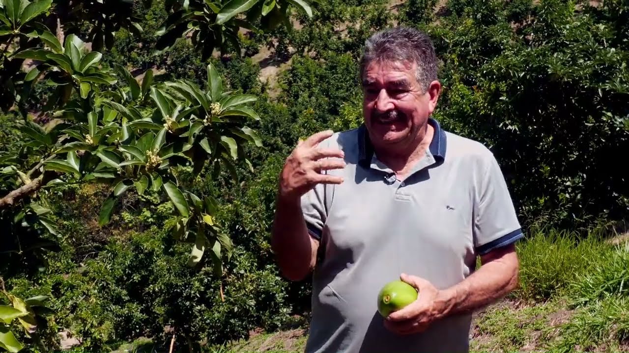 Aguacate y piña: una alianza que nutre el suelo - Somos Agricultura Tropical