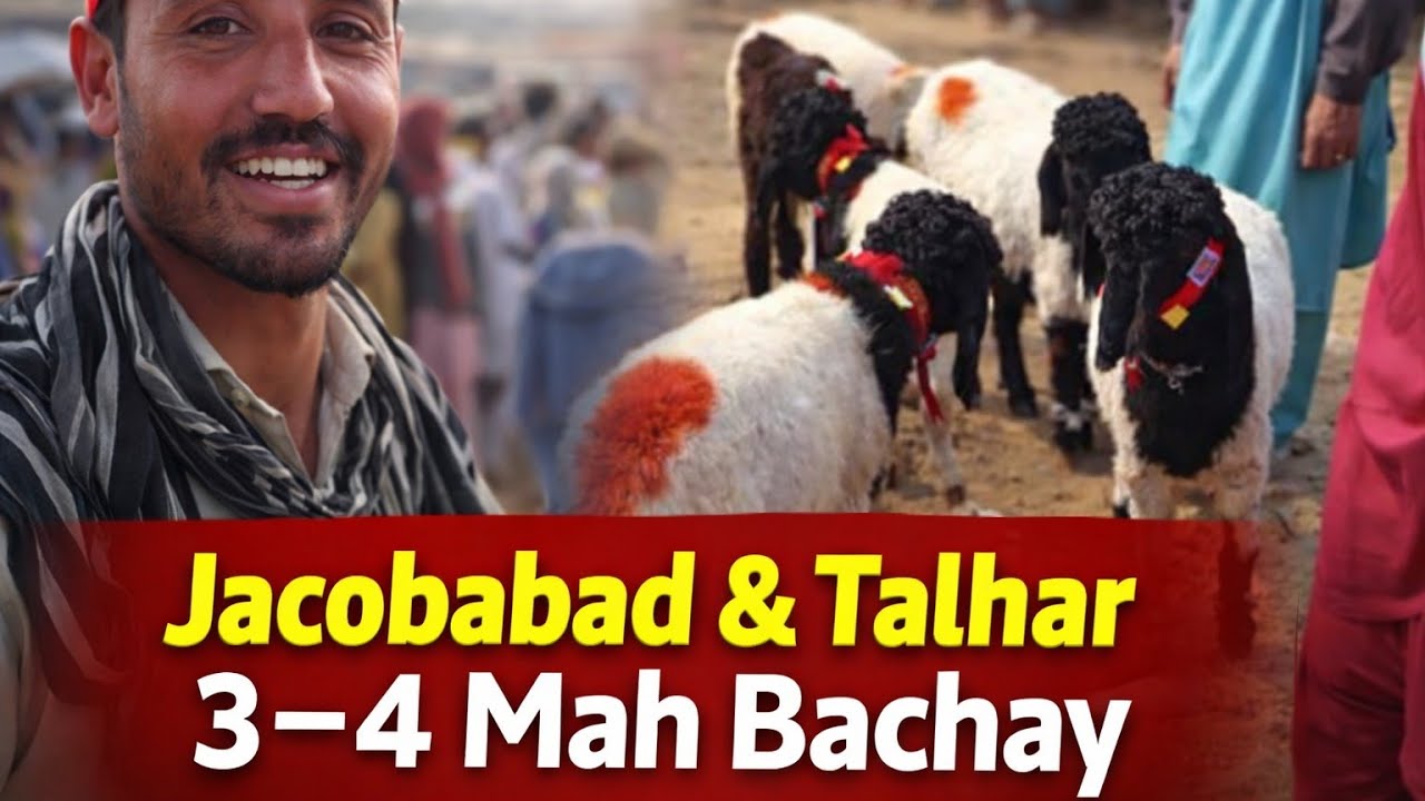 | Jacobabad ke 3–4 Mah ke becha aur Talhar Bachay Mix Update|  Vlog 181 | Bakra Mandi Jacobabad |
