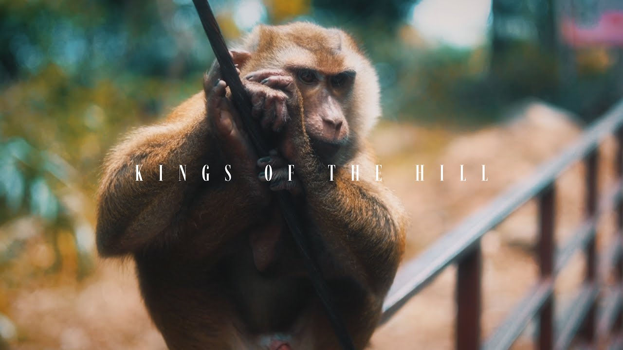 Kings Of The Hill | Canon R8 | Wildlife Video