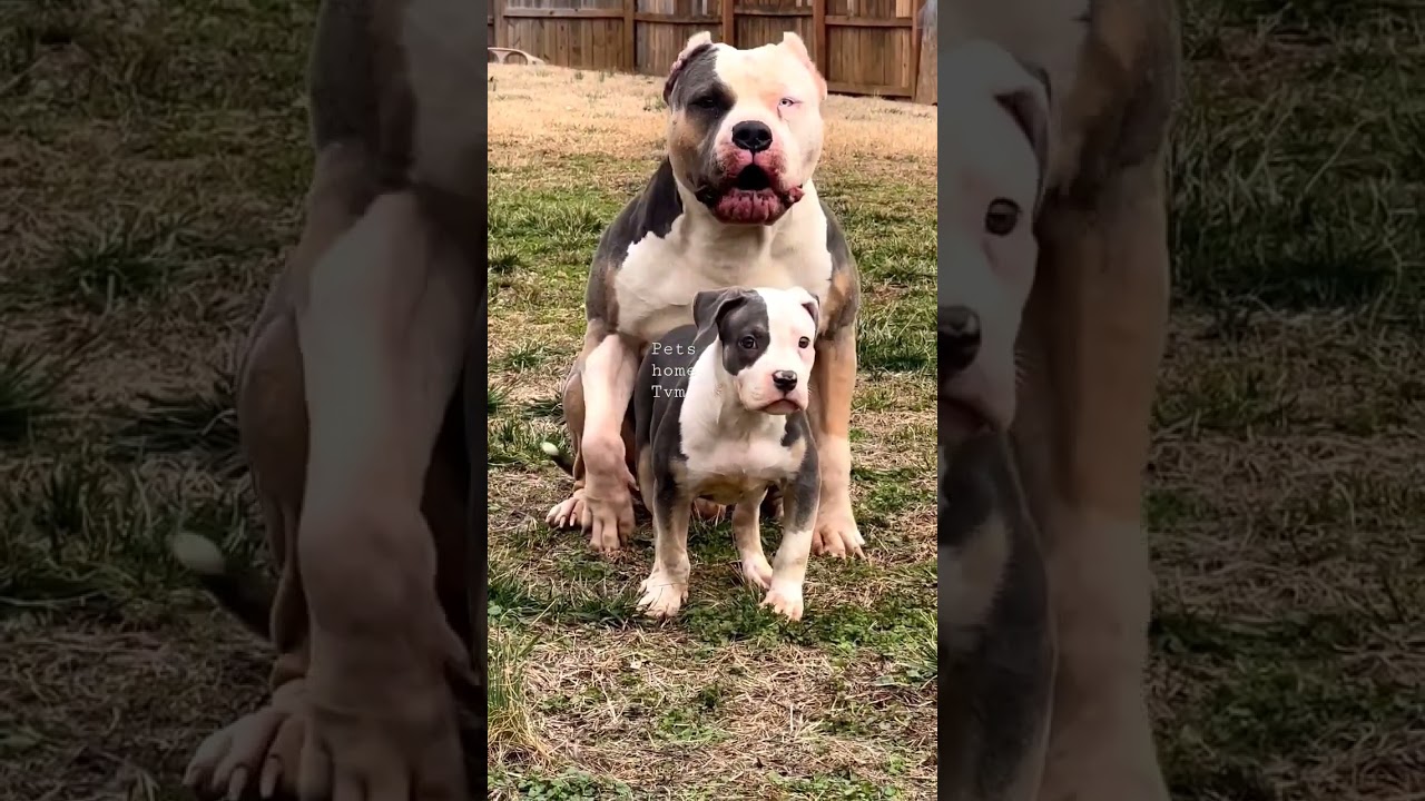 father and son American bully xxl #shorts #petshometvm #youtubeshorts