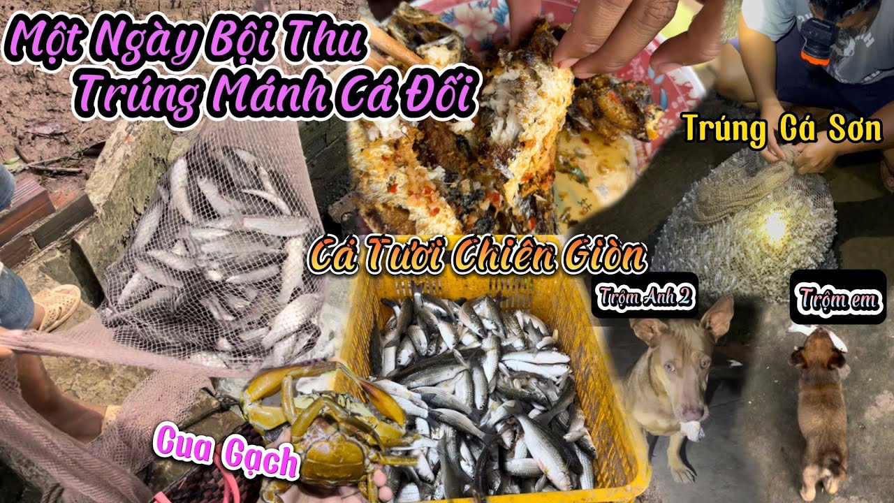 Trúng Mánh Bầy Cá Đối Sau Nhiều Tháng Đánh Bắt - Mâu Dẫn Em Đi Trộm Cá - Cá Đối Tươi Chiên Giòn