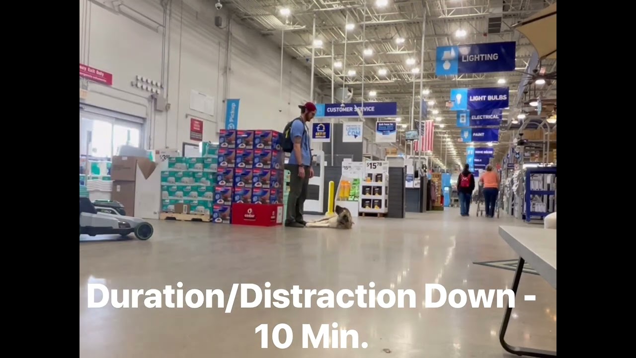 Rudy the Leonberger learns to calm his aggression w/ 3 week BNT! OLK9 Clarksville/Nashville