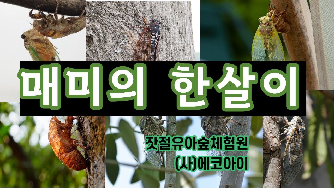 매미의 한살이 - 비대면 숲영상