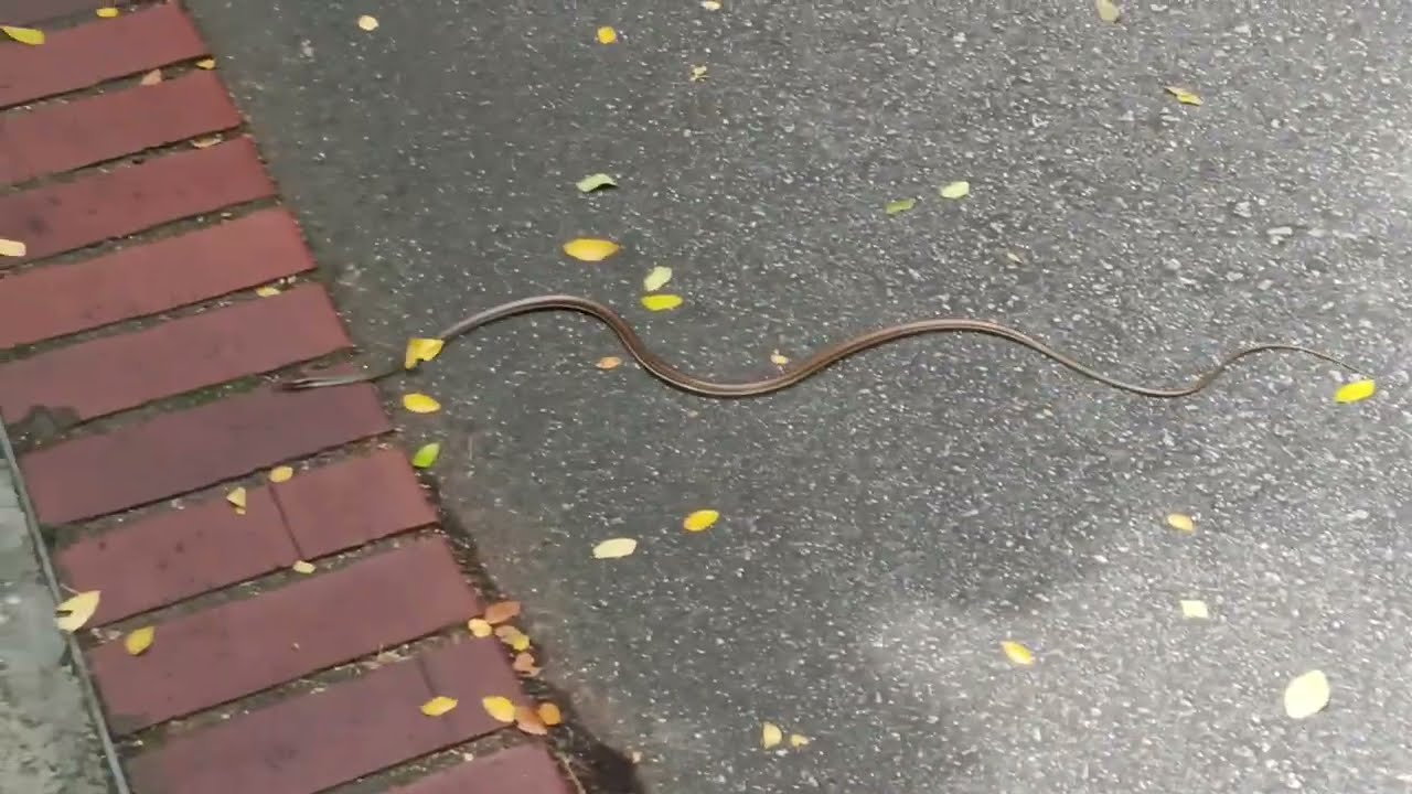Painted Bronzeback Snake at the Singapore Zoo