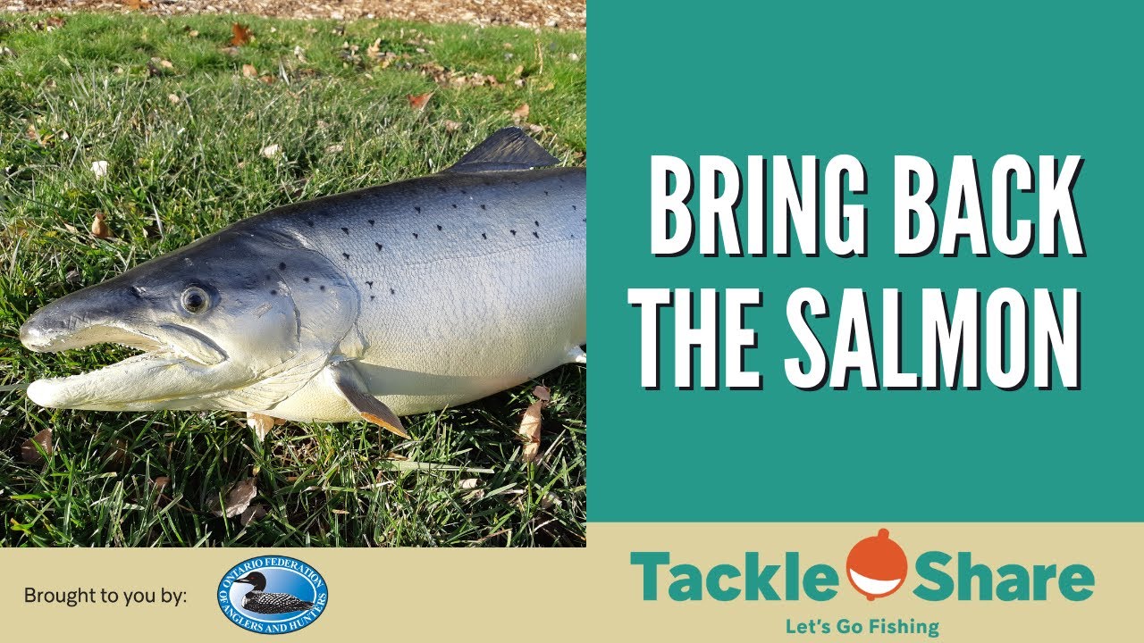 Bring Back the Salmon Program Overview - Lake Ontario Atlantic Salmon Restoration Program