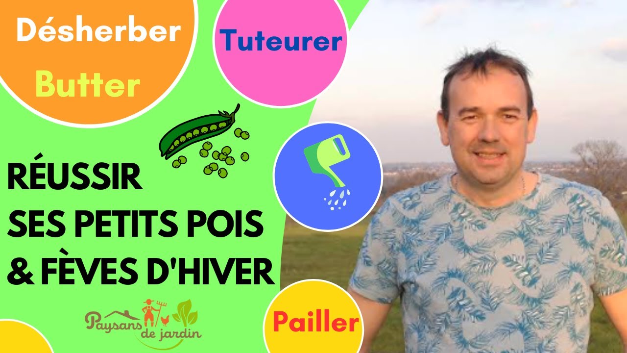 Petits pois SIMA et fèves passent l’hiver au potager: bilan de printemps – travaux - précautions