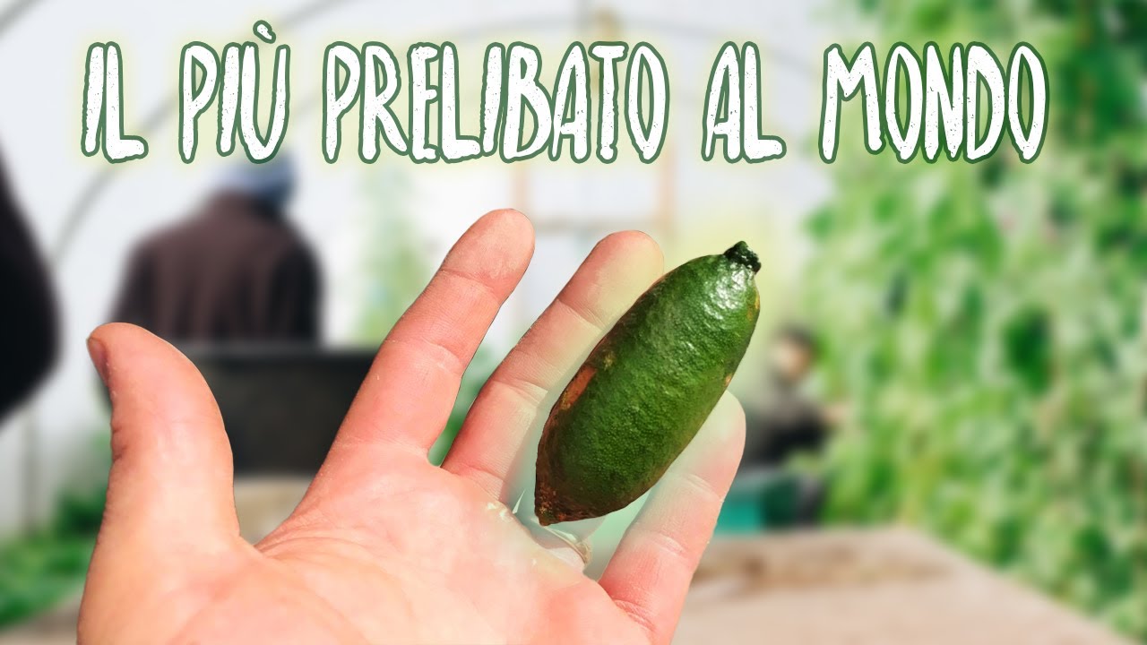 Le varietà di un agrume PRELIBATISSIMO!