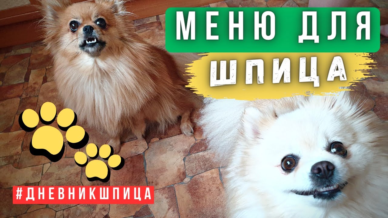 Чем кормить шпица 🐾 Полезная еда для собак 🐾 Что кушает померанский шпиц