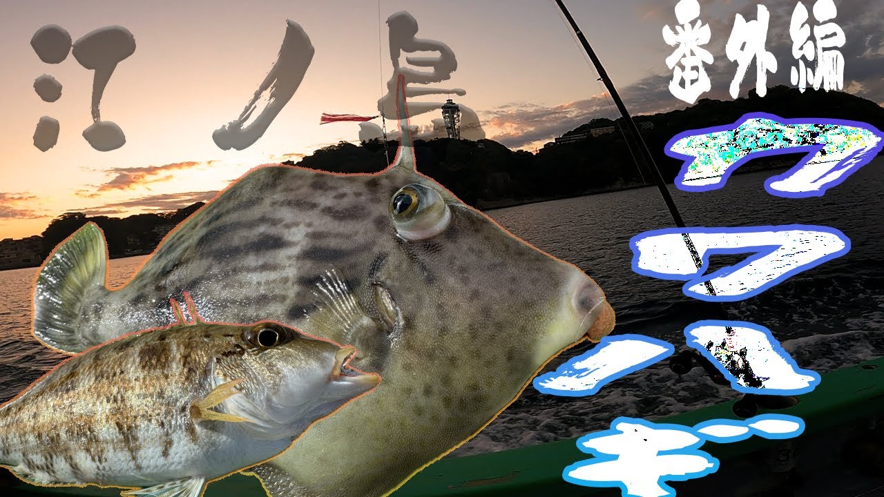 江ノ島でカワハギ狙え！島きち丸に乗船し肝パンパン鮍が釣れた！神奈川県番外編
