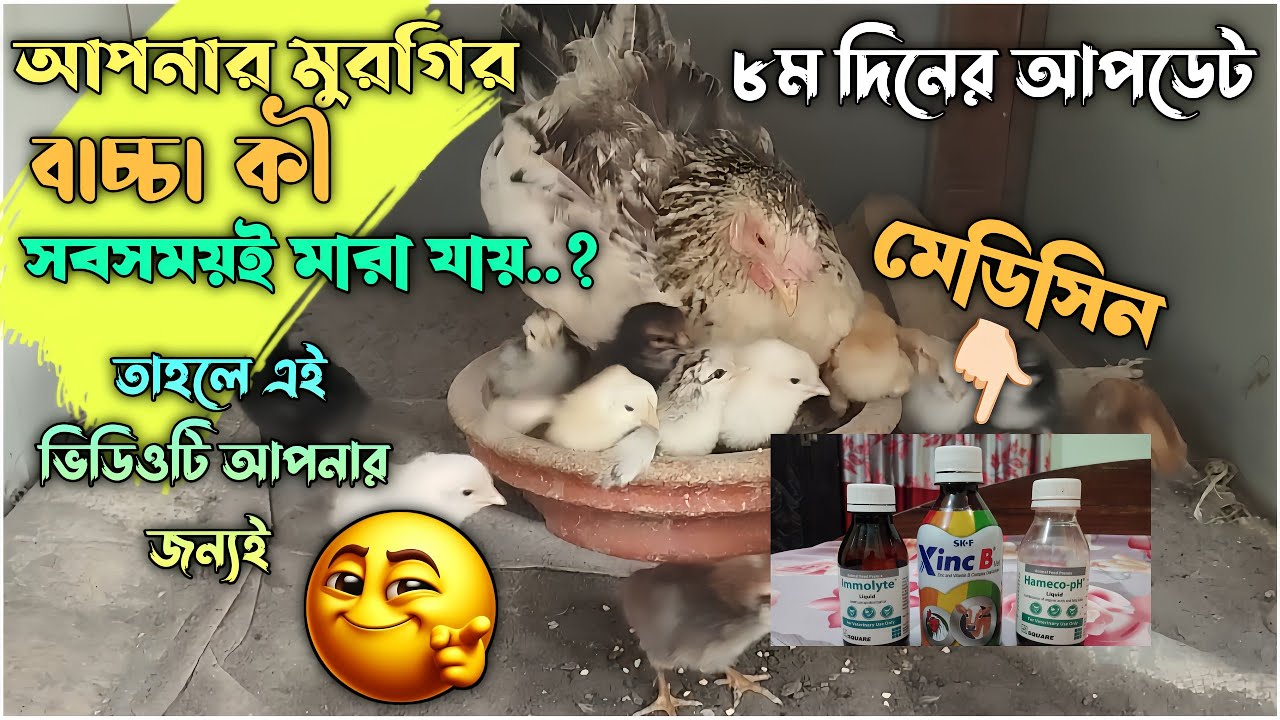মুরগির বাচ্চাগুলোকে ৮ম দিনে কি কি মেডিসিন দিলাম..? 🐣🐤 #মুরগির_বাচ্চা #chicken #poultry