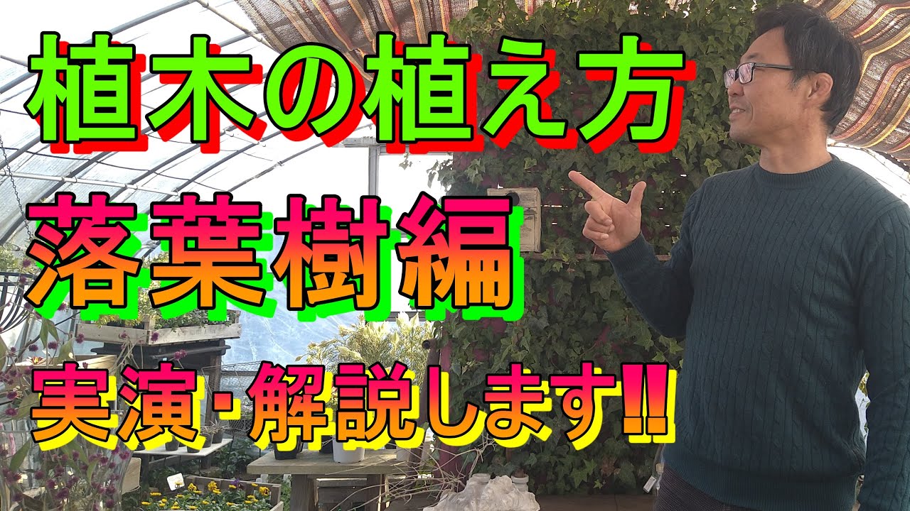 [ガーデニング] 植木の植え方～落葉樹編～「キャリア28年のプロガーデナーがクロモジを植えながら解説」